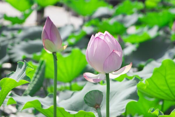 如何養(yǎng)荷花，荷花養(yǎng)殖5大要點