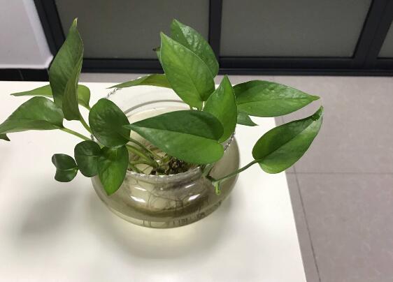 綠蘿有毒嗎，有毒千萬別當菜吃