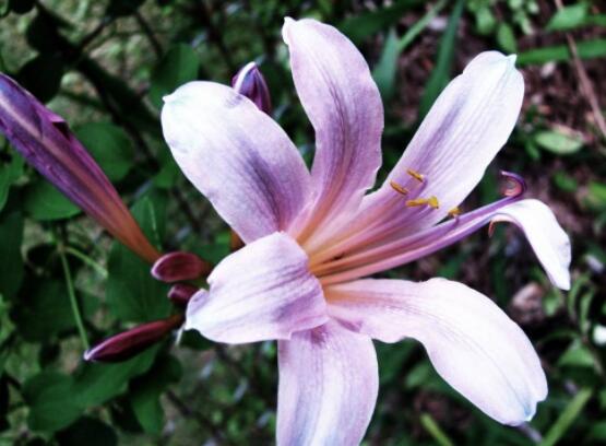 百合花插花瓶怎么養(yǎng)，教你六種基本步驟花開(kāi)滿瓶