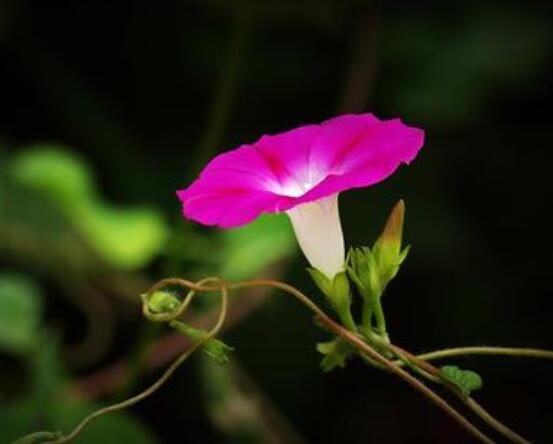 盆栽牽牛花怎么打理，做好六個養(yǎng)護要點高枕無憂(花開茂盛)