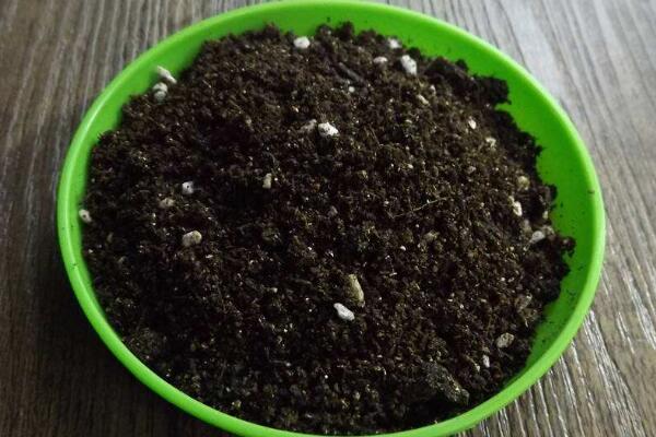 櫻花栽植技術(shù)及方法，栽植之前一定要修剪植株的根部