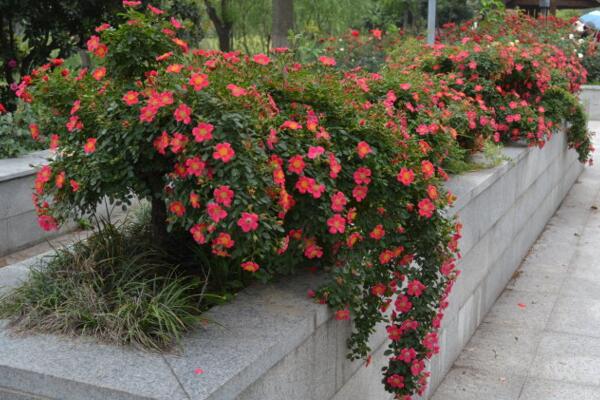 月季花品種大全，月季花的5大品種