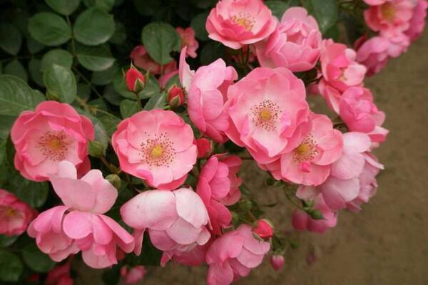 月季花品種介紹，最為主要的5個品種