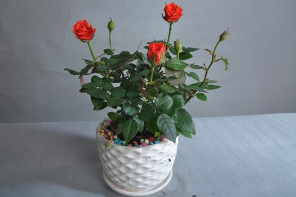 月季花品種介紹，最為主要的5個品種