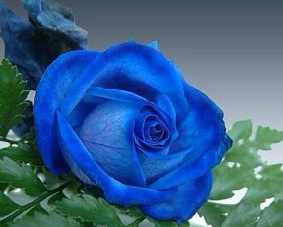 薔薇花圖片大全，細(xì)數(shù)薔薇花八種圖片大全