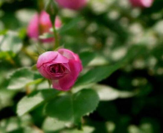 薔薇花蟲害及防治方法，薔薇花三種蟲害防治辦法