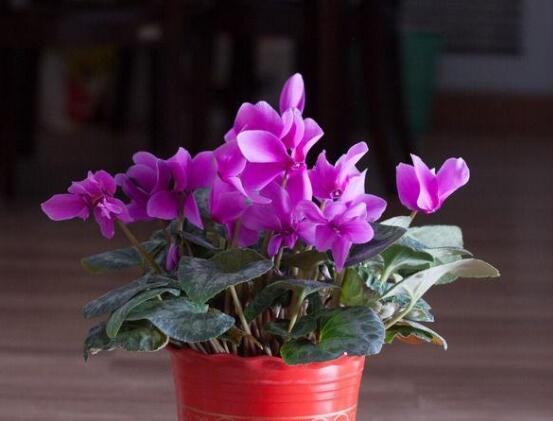 仙客來葉子發(fā)黃花倒下怎么辦，老農(nóng)總結(jié)出三種最實用解決措施