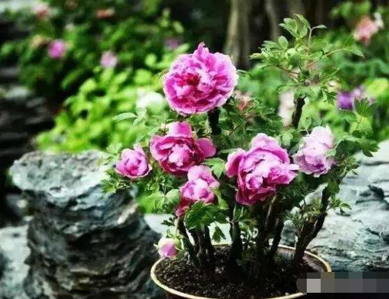 牡丹花怎么繁殖，牡丹花六大繁殖方法