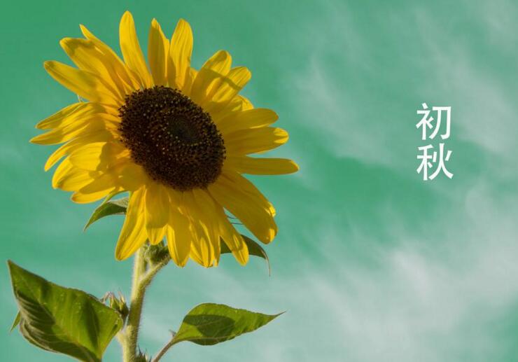 向日葵象征什么意義，最適合送給暗戀的人