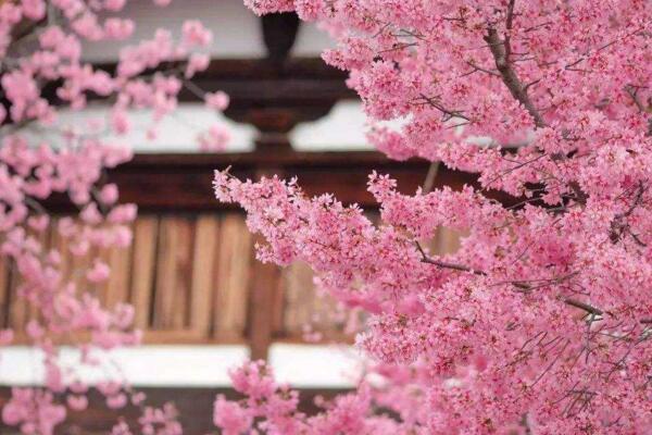 櫻花樹的養(yǎng)殖方法，養(yǎng)好櫻花樹必須做好以下5點
