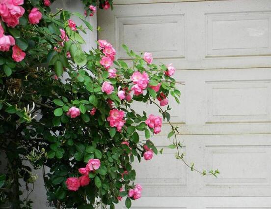薔薇花栽種，薔薇花栽種方法
