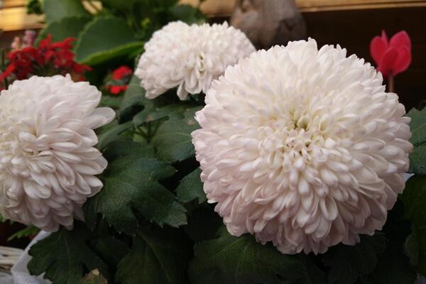 菊花冬天怎么養，首先對植株進行修剪