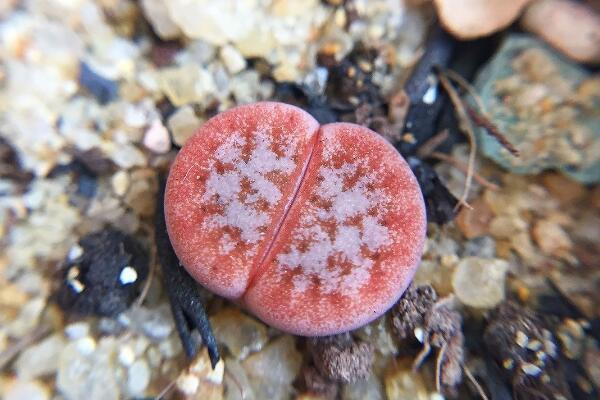 生石花多久澆一次水，不同季節(jié)不同澆水方法