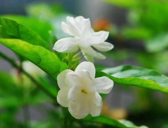 茉莉花的養殖方法，老總總結七大基本養殖方法