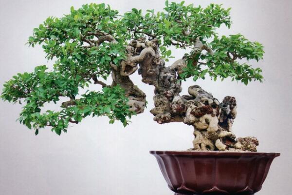 榕樹盆景有什么作用，觀賞、藥用以及風水三個方面