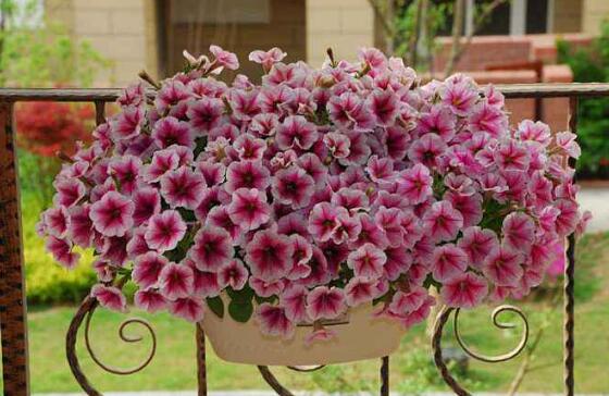 牽牛花有毒嗎，牽牛花適合在室內(nèi)養(yǎng)嗎