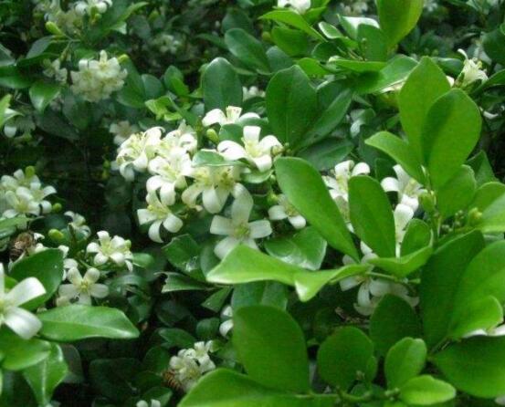 九里香花香的味道對人體有害嗎，有害/導致頭暈、胸悶
