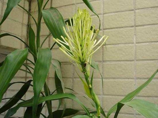 富貴竹會(huì)開(kāi)花嗎，富貴竹開(kāi)花意味著什么
