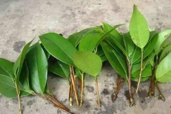 橡皮樹剪下來怎么生根，做好五個(gè)步驟便可發(fā)芽長葉