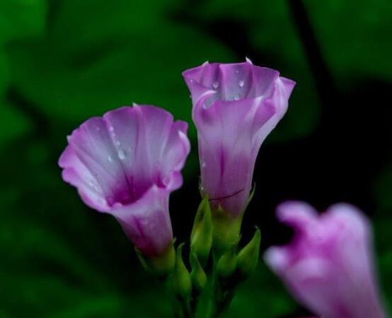 盆栽牽牛花怎么打理，做好六個養(yǎng)護要點高枕無憂(花開茂盛)