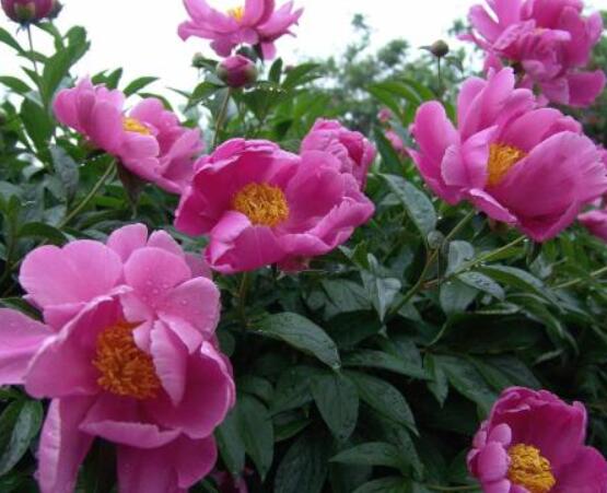 芍藥花幾年開花，每年只含苞盛放一次(花期5-6月)"