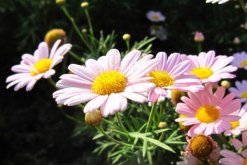 盆栽菊花怎樣過冬，修剪過后搬入室內養護"