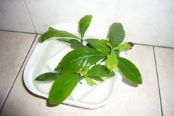 梔子花水培扦插繁殖技術(shù)，建議在植株的生長(zhǎng)季節(jié)進(jìn)行"