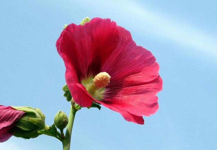 木芙蓉花什么時(shí)候開花，在每年的8到11月份開花"