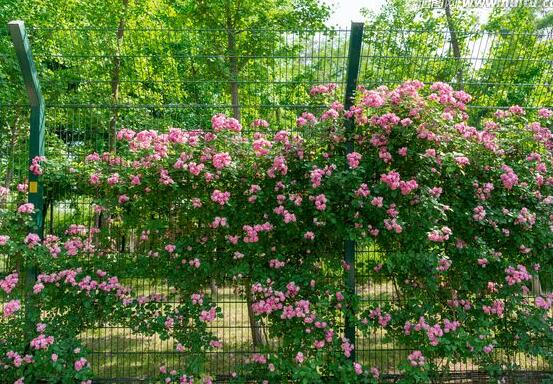 薔薇花修剪，薔薇花五點修剪小步驟"