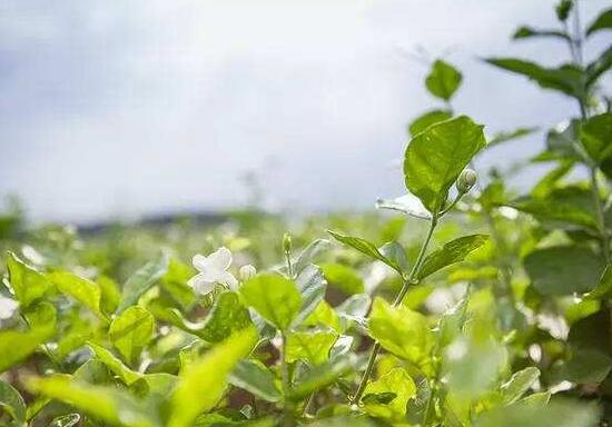 茉莉花掉葉子怎么辦，四種原因以及解決辦法"