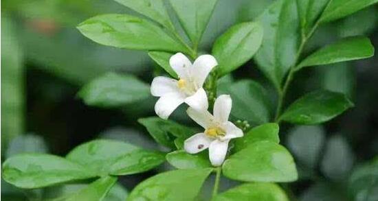 茉莉花有毒嗎，茉莉花可以放在室內嗎"