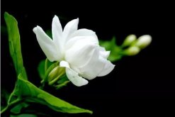 茉莉怎么養(yǎng)才長得好，做好這四點是關鍵"