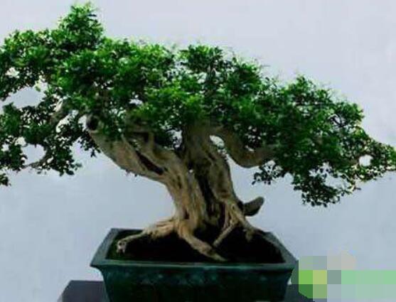 九里香盆景樹樁怎樣變粗，營養(yǎng)豐富、勤修剪，施足肥"