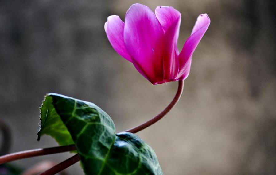 仙客來(lái)幾月份開花，集中在冬天這個(gè)季節(jié)開花"