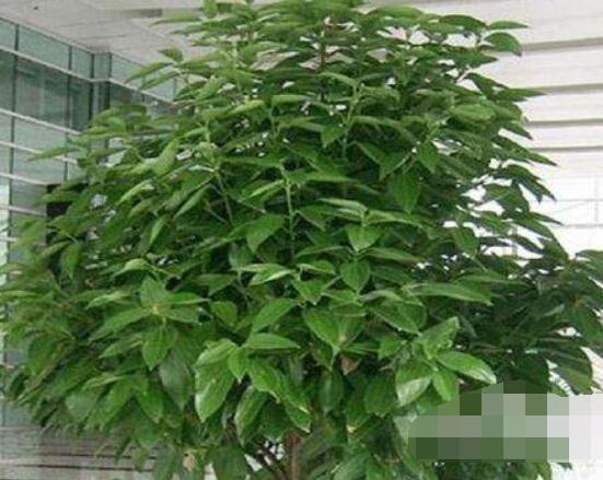 平安樹好養嗎，教你簡單四種養殖方法/闔家幸福、萬事如意"