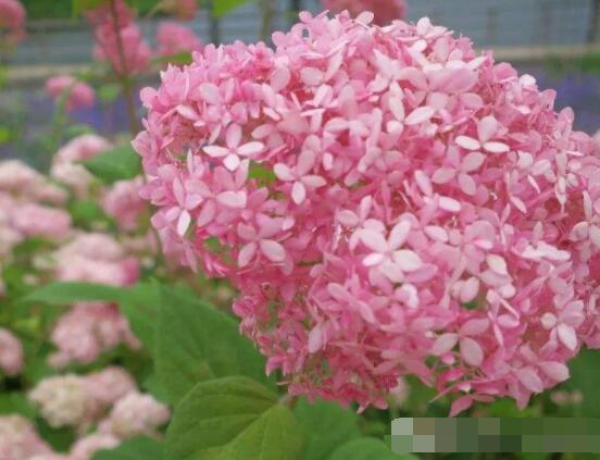 粉色繡球花花語，代表著美好回憶、期待愛情"