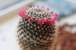 仙人球什么時候開花，每年的5月份開花（開花條件較高）"
