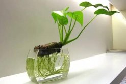 一帆風順可以水養嗎，水培的重點在于氧氣、營養以及陽光"