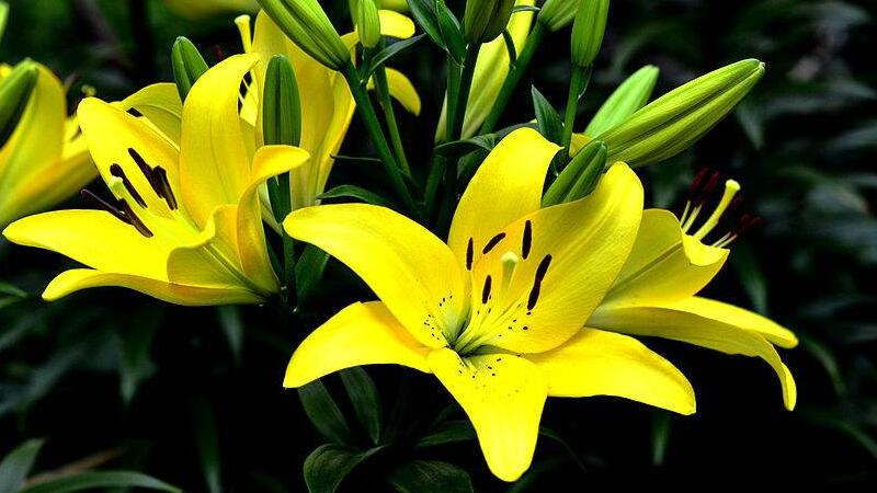 百合花怎么養"
