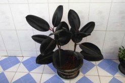 橡皮樹(shù)葉子怎么扦插，只需要簡(jiǎn)單的幾步即可完成"