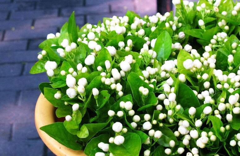 茉莉的養(yǎng)殖方法和注意事項，過多的澆水會導致茉莉死亡"