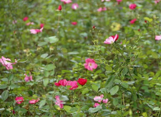 野薔薇花語是什么，野薔薇花語代表著浪漫的愛情"