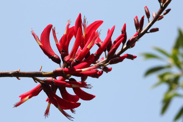 刺桐花什么時候開花，花期時間在12月到次年3月"