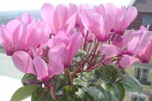 仙客來(lái)花有毒嗎，孕婦可以養(yǎng)仙客來(lái)嗎/可以僅供觀賞"