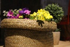 菊花能放在臥室嗎，可以放但是晚上要搬出臥室"