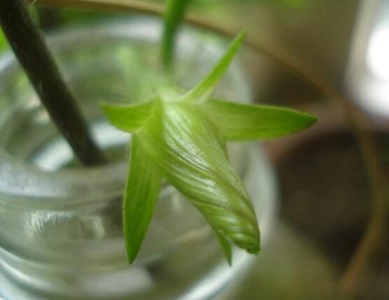 牽?；梢运鄦?，牽牛花水培方法"