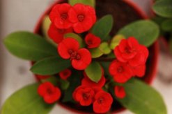 怎么區(qū)分虎刺和虎刺梅，虎刺與虎刺梅的5大不同"