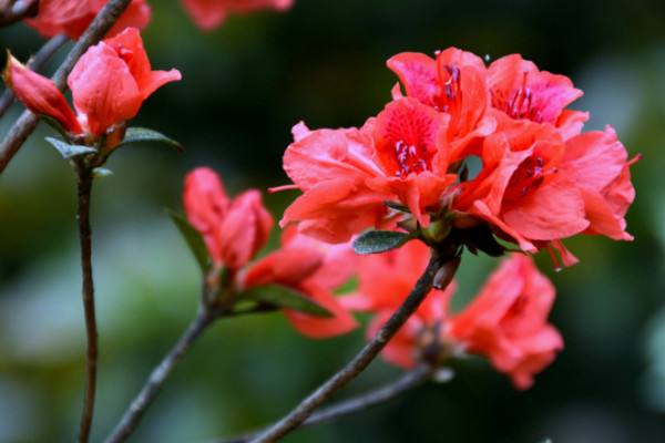 杜鵑花開花后怎么修剪，剪掉殘花和爛枝"
