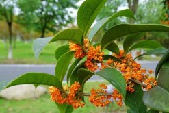 怎樣種桂花樹，4步即可完成桂花樹的種植"