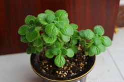 北方怎么養(yǎng)殖碰碰香，必須要做好以下5點"